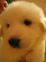 グレートピレニーズちゃん　T