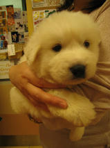 グレートピレニーズちゃん　T