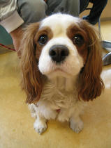 ラションくん＆カンナちゃん　T