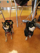 杏ちゃん＆花ちゃん　T