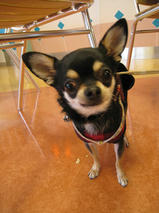 杏ちゃん＆花ちゃん　T