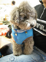 メルちゃん＆ラッキーくん＆クッキーくん　T