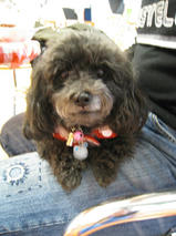 メルちゃん＆ラッキーくん＆クッキーくん　T