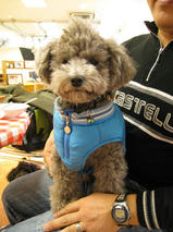 メルちゃん＆ラッキーくん＆クッキーくん　T