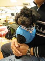 メルちゃん＆ラッキーくん＆クッキーくん　T