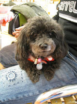 メルちゃん＆ラッキーくん＆クッキーくん　T