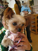 チョッパーちゃん＆ミーシャちゃん＆モニカちゃん＆ロビンちゃん＆リリちゃん　T