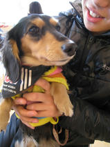 さくらちゃん　T