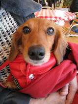 りんちゃん＆あんちゃん　T