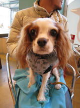 SOY（ソイ）ちゃん　T