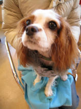 SOY（ソイ）ちゃん　T