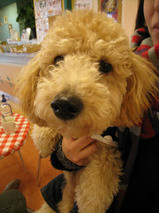 きなこちゃん　T