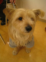 フェンネルくん　T