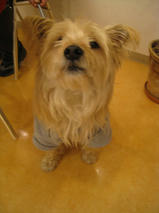 フェンネルくん　T