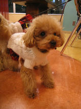 ミントちゃん＆ハッピーくん＆タッチくん＆ミリーちゃん　T