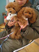 ミントちゃん＆ハッピーくん＆タッチくん＆ミリーちゃん　T