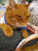 ピエールちゃん＆虎次郎（こじろう）くん　T