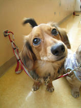 舞ちゃん＆Bigくん　T