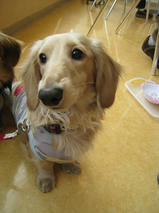 舞ちゃん＆Bigくん　T