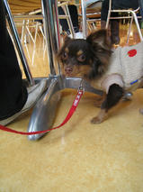 チョコちゃん　T