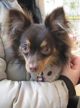 チョコちゃん　T