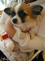 かのんちゃん　T