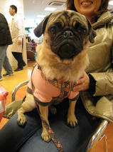 てんちゃん＆あずきちゃん　T