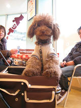 セサミンくん＆マカロンくん　T