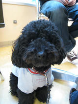 セサミンくん＆マカロンくん　T