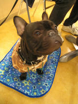 千代蔵（ちよぞう）くん　T