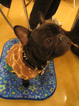 千代蔵（ちよぞう）くん　T