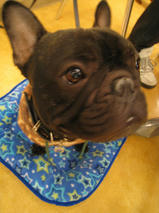 千代蔵（ちよぞう）くん　T