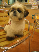 まるみちゃん　T