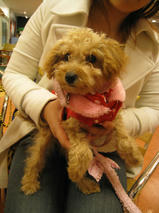 マリーちゃん＆ぽぽちゃん　T