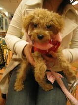 マリーちゃん＆ぽぽちゃん　T