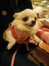 マリーちゃん＆ぽぽちゃん　T