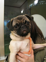 パーコちゃん＆ゆずちゃん　T