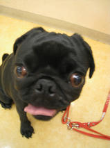 パーコちゃん＆ゆずちゃん　T