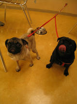 パーコちゃん＆ゆずちゃん　T