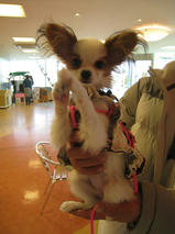 ちゅらちゃん　T