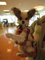 ちゅらちゃん　T