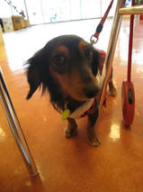 チャーミーちゃん＆トモちゃん　T