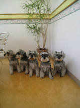 姫ちゃん＆雛ちゃん＆優ちゃん＆ラウちゃん＆ネスちゃん　T