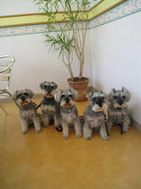 姫ちゃん＆雛ちゃん＆優ちゃん＆ラウちゃん＆ネスちゃん　T