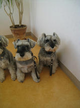 姫ちゃん＆雛ちゃん＆優ちゃん＆ラウちゃん＆ネスちゃん　T