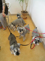 姫ちゃん＆雛ちゃん＆優ちゃん＆ラウちゃん＆ネスちゃん　T