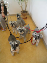 姫ちゃん＆雛ちゃん＆優ちゃん＆ラウちゃん＆ネスちゃん　T