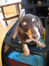 そらちゃん＆りんちゃん　T