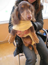 ゴマくん＆モカくん　T