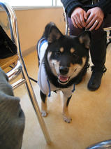 ゴマくん＆モカくん　T